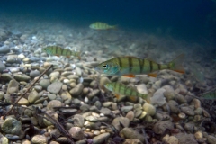 Ausfahrt_04_07_2016 (10)