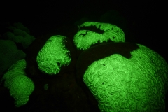P1140638UV
