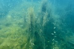 IMG_5581
