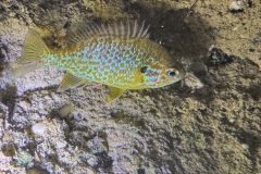 IMG_0351