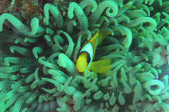 diveandtravel_coraya-bay_57