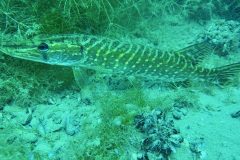 IMG_5021