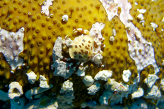 Bohol6