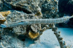 diveandtravel.de - Bonaire 2026