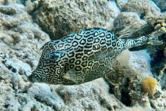 diveandtravel.de - Bonaire 2026