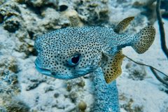 diveandtravel.de - Bonaire 2026