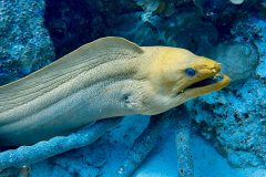 diveandtravel.de - Bonaire 2026