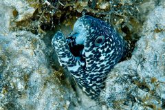 diveandtravel.de - Bonaire 2026