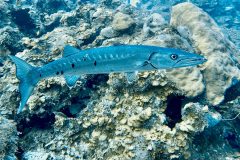 diveandtravel.de - Bonaire 2026