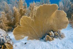 diveandtravel.de - Bonaire 2026