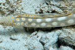 diveandtravel.de - Bonaire 2026