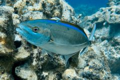 diveandtravel.de - Bonaire 2026