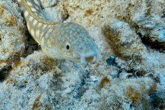 diveandtravel.de - Bonaire 2026