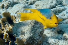 diveandtravel.de - Bonaire 2026