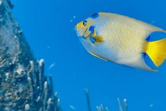 diveandtravel.de - Bonaire 2026