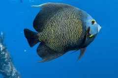 diveandtravel.de - Bonaire 2026