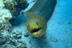 diveandtravel.de - Bonaire 2026