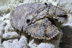 diveandtravel.de - Bonaire 2026
