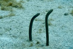 diveandtravel.de - Bonaire 2026