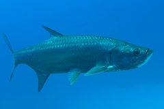 diveandtravel.de - Bonaire 2026