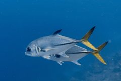 diveandtravel.de - Bonaire 2026