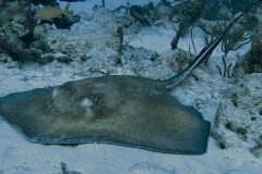 diveandtravel.de - Bonaire 2026