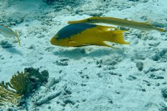 diveandtravel.de - Bonaire 2026