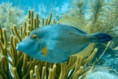 diveandtravel.de - Bonaire 2026