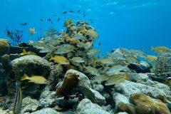 diveandtravel.de - Bonaire 2026
