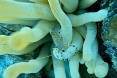 diveandtravel.de - Bonaire 2026