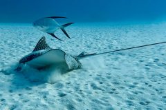 diveandtravel.de - Bonaire 2026