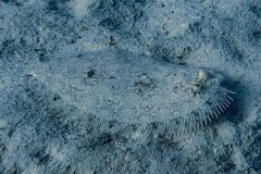 diveandtravel.de - Bonaire 2026
