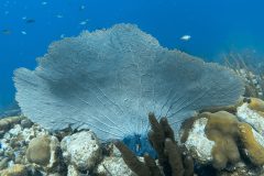 diveandtravel.de - Bonaire 2026