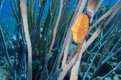 diveandtravel.de - Bonaire 2026
