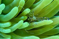diveandtravel.de - Bonaire 2026