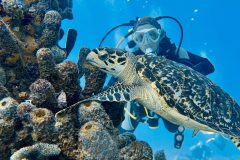diveandtravel.de - Bonaire 2026