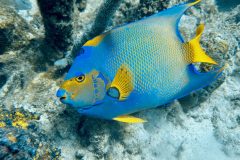 diveandtravel.de - Bonaire 2026