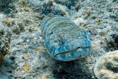 diveandtravel.de - Bonaire 2026