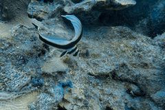 diveandtravel.de - Bonaire 2026