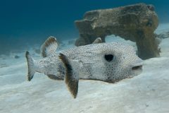 diveandtravel.de - Bonaire 2026