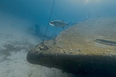 diveandtravel.de - Bonaire 2026