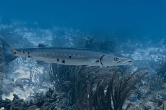 diveandtravel.de - Bonaire 2026