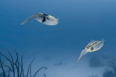 diveandtravel.de - Bonaire 2026