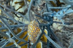 diveandtravel.de - Bonaire 2026