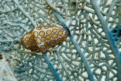 diveandtravel.de - Bonaire 2026