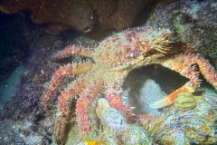 diveandtravel.de - Bonaire 2026