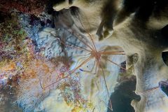 diveandtravel.de - Bonaire 2026