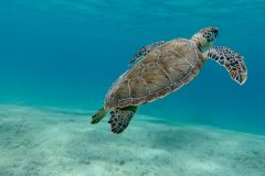 diveandtravel.de - Bonaire 2026