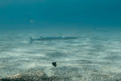 diveandtravel.de - Bonaire 2026