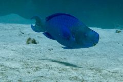 diveandtravel.de - Bonaire 2026